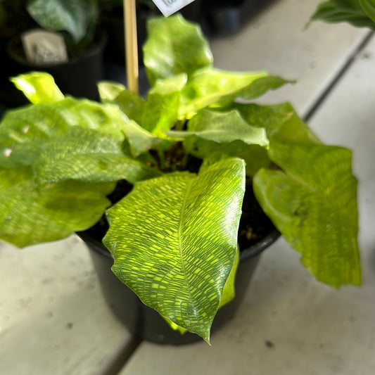 Calathea ‘Mosaica’