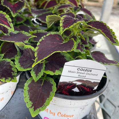 4" Coleus
