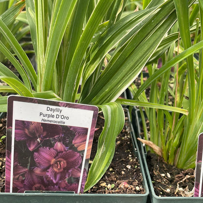 1 Gal Daylily (Hemerocallis)