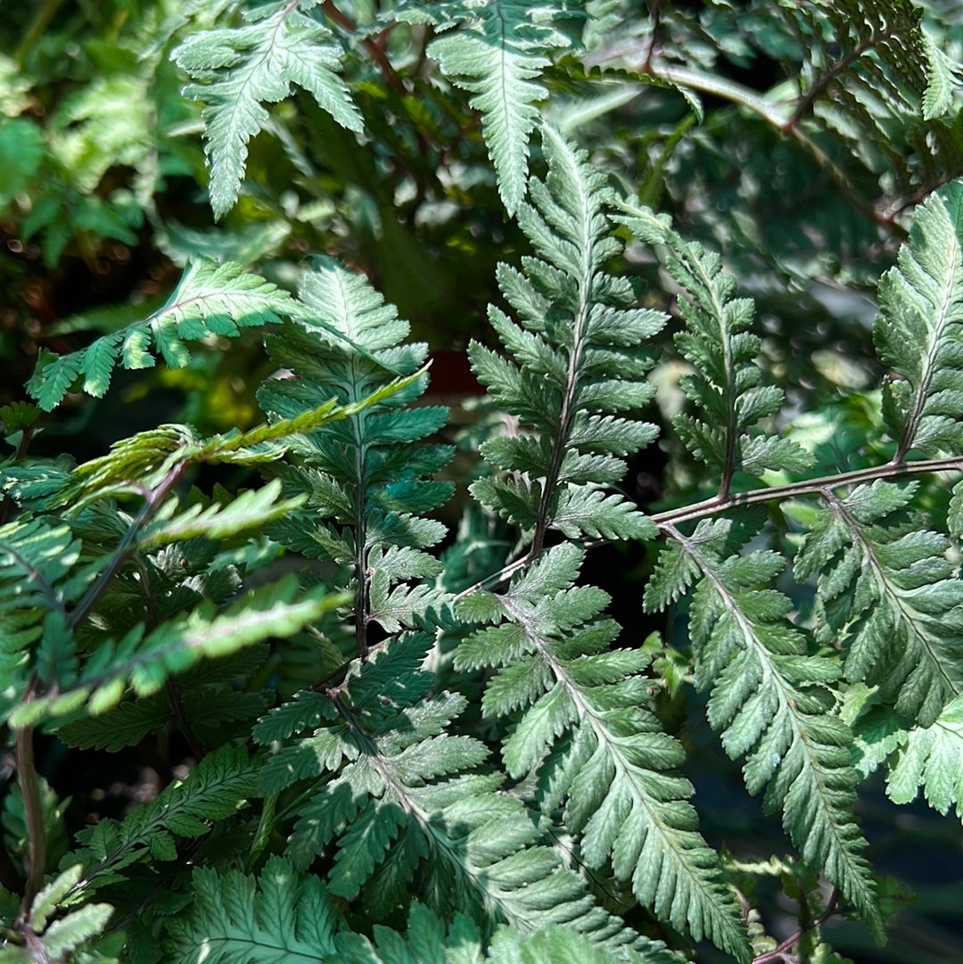1 Gal Godzilla Fern
