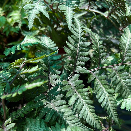 1 Gal Godzilla Fern