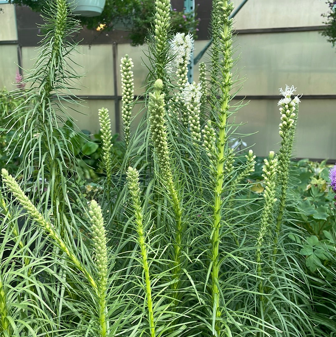1 Gal Gayfeather, Blazing Star 'Liatris'
