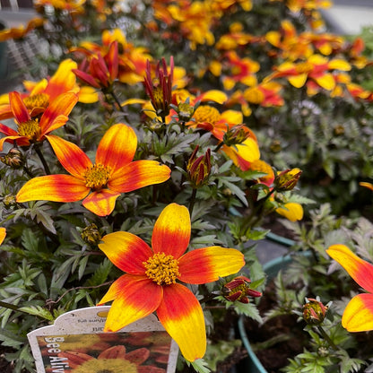 4" Bidens