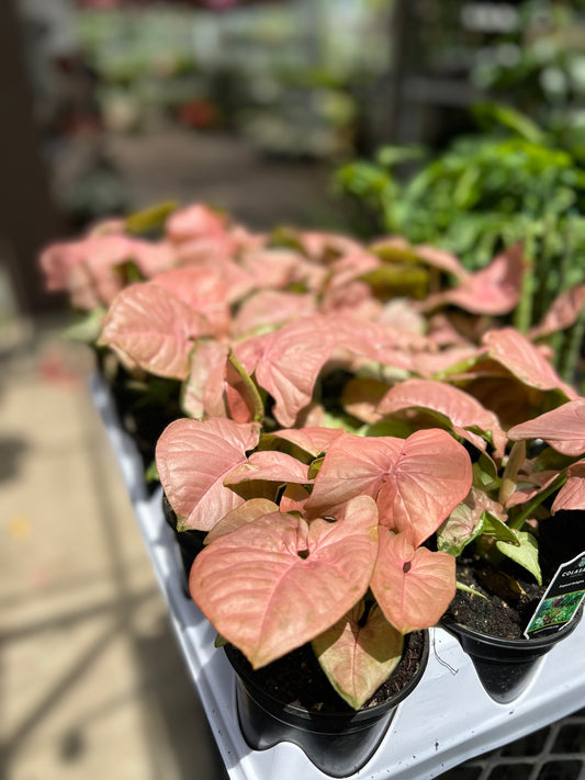 4" Arrowhead 'Nephthytis' Strawberry Cream