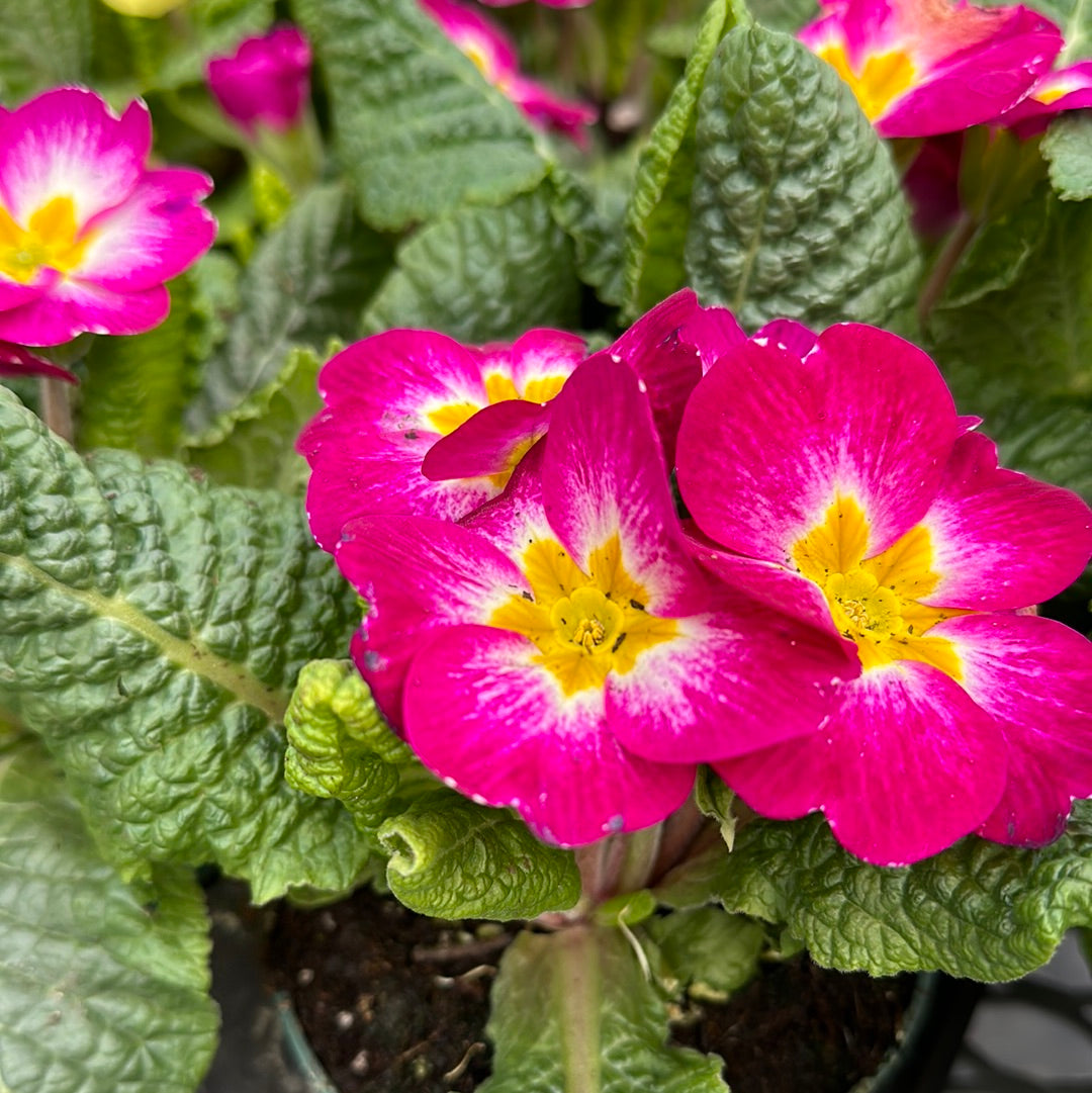 4.5" Primula