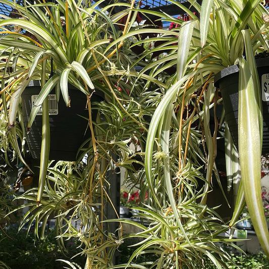 6.5" Spider Plant Hanging Basket