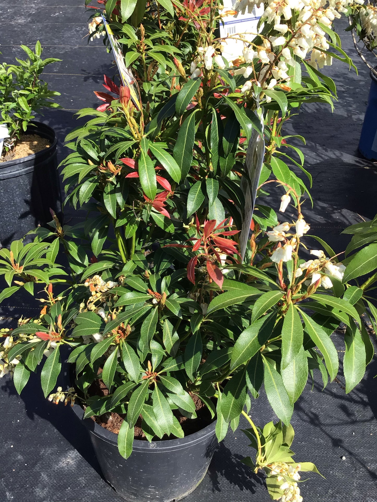 Mountain Fire 'Pieris Japonica'
