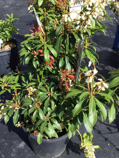 Mountain Fire 'Pieris Japonica'