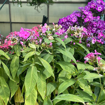 1 Gal Tall/Garden/Summer Phlox