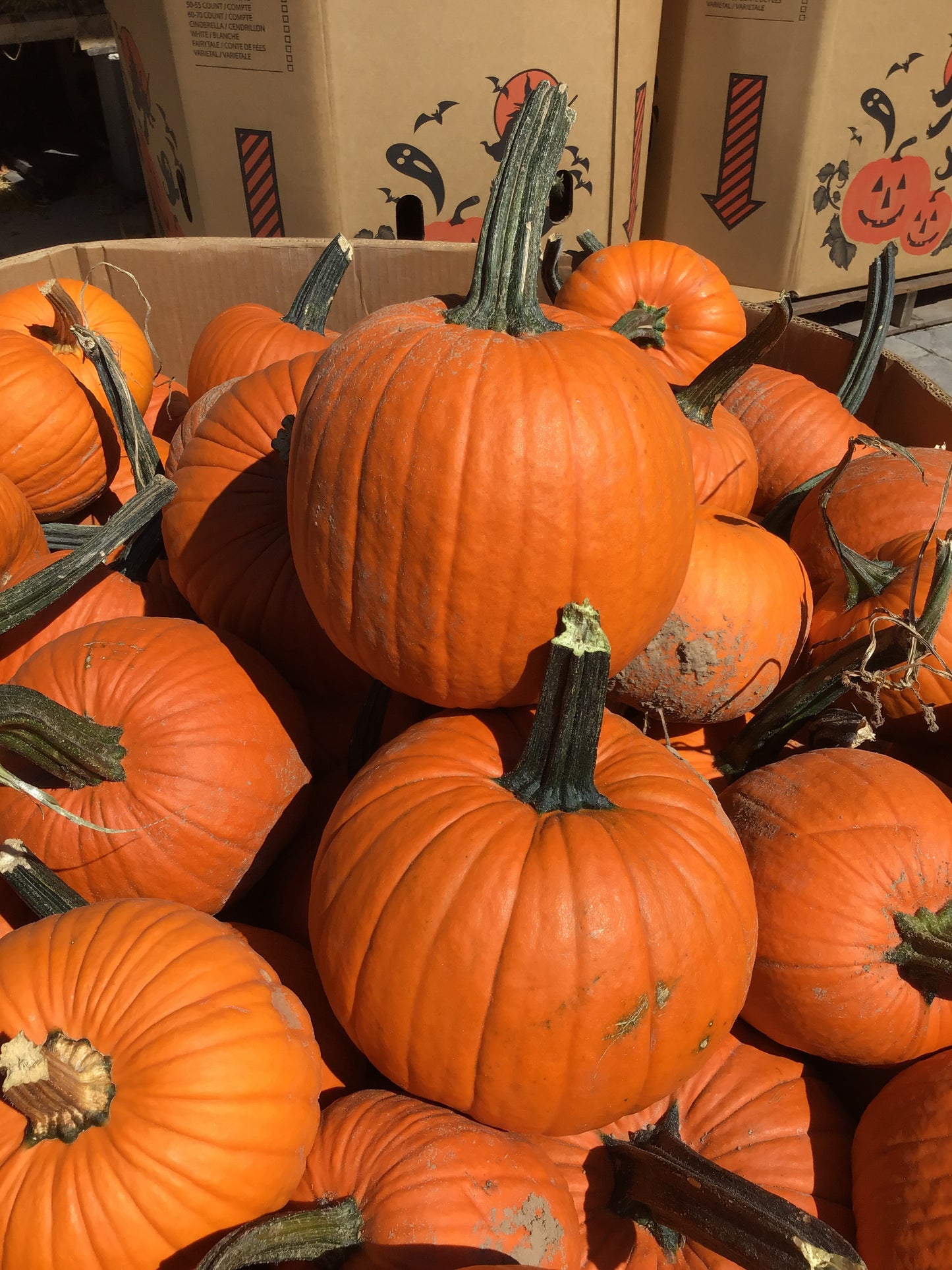 Pie Pumpkins