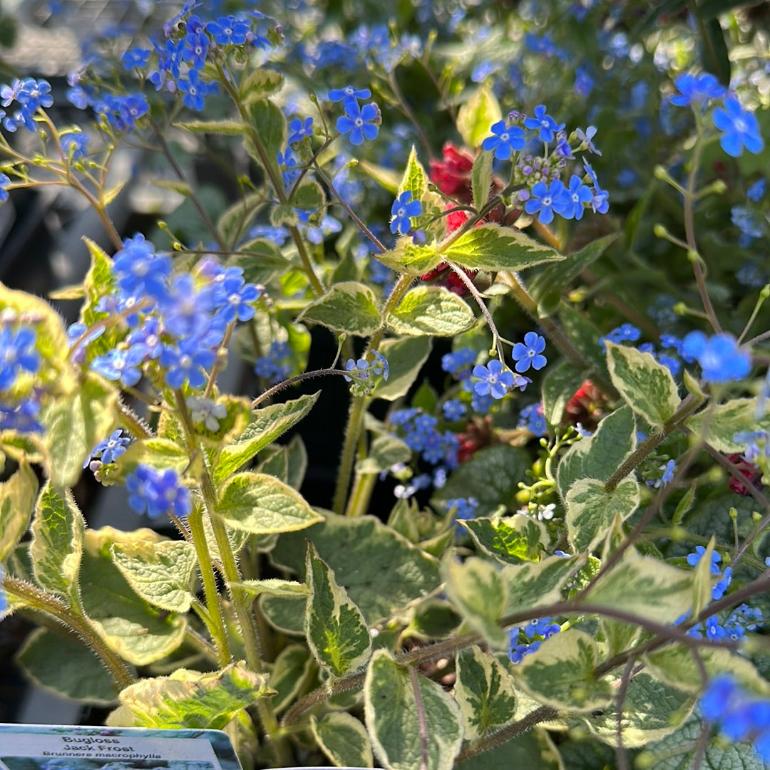 1 Gal Siberian Bugloss (Brunnera)