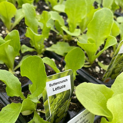 Lettuce Plants (Multi Pack)