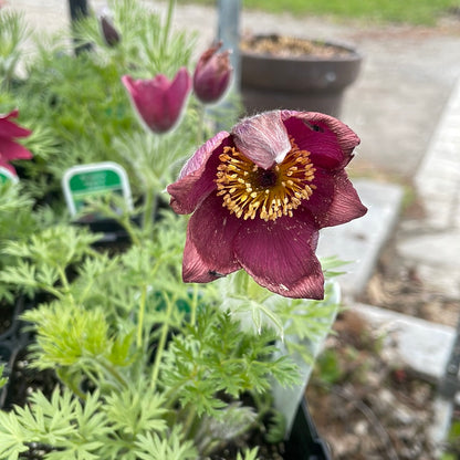 1 Gal Pasque Flower 'Pulsatilla'