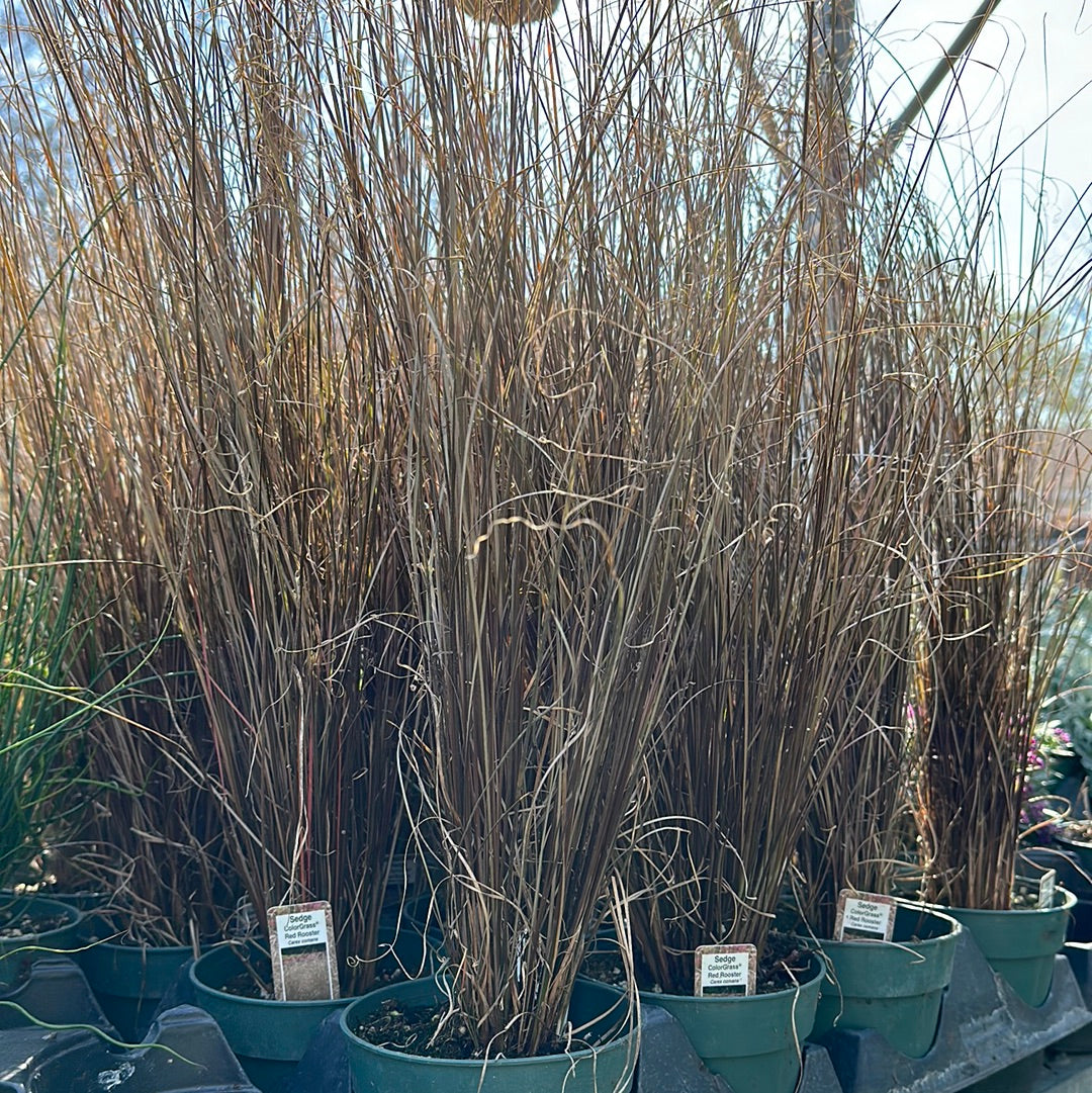 4" Carex Red Rooster Grass