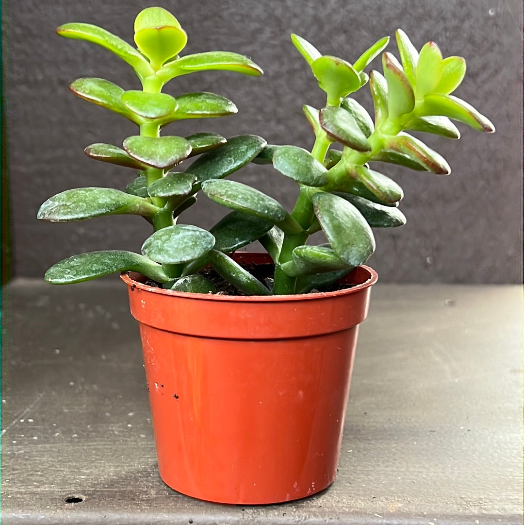 Jade (Crassula Ovata)