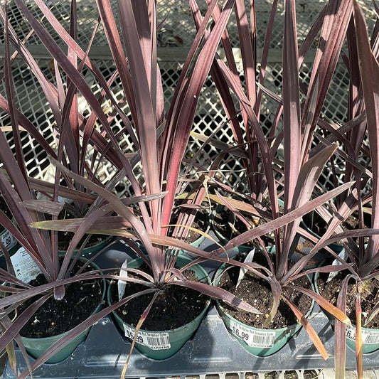 4.5" Cordyline Red (spike)