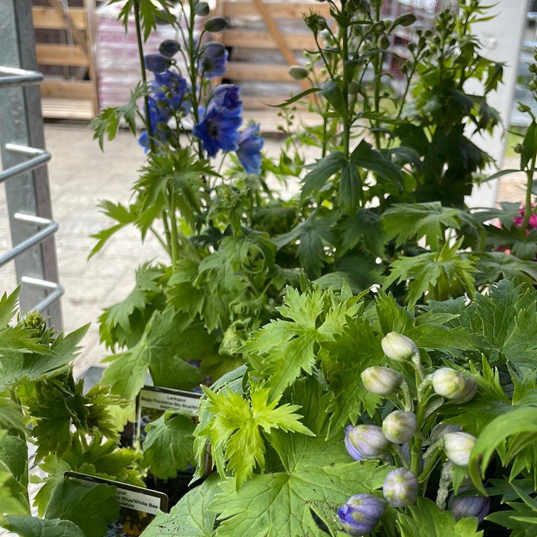 4" Delphinium (Larkspur)