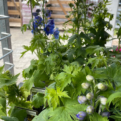 4" Delphinium (Larkspur)