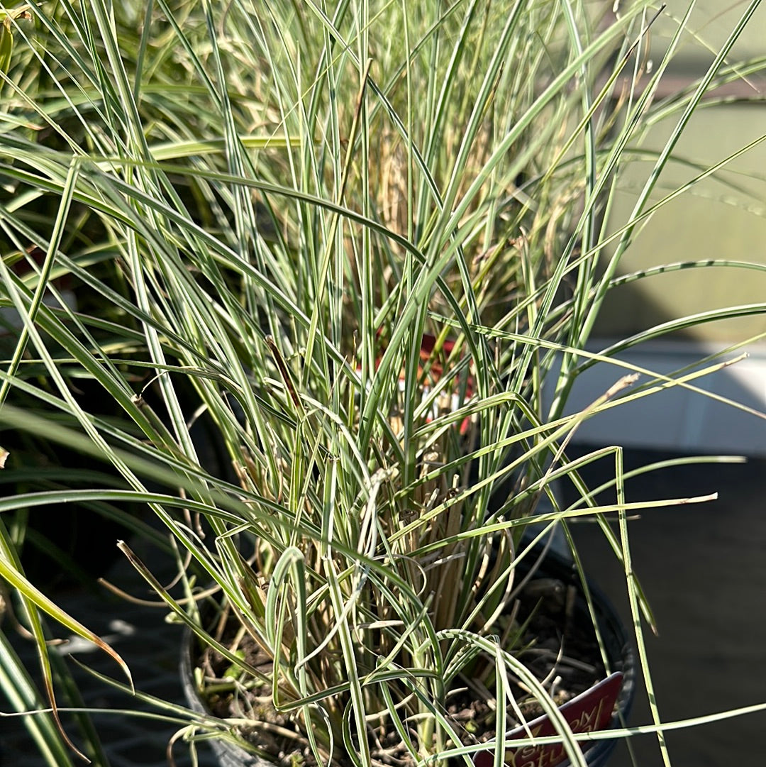 Maiden Grass 'Gracillimus'