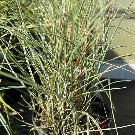 Maiden Grass 'Gracillimus'