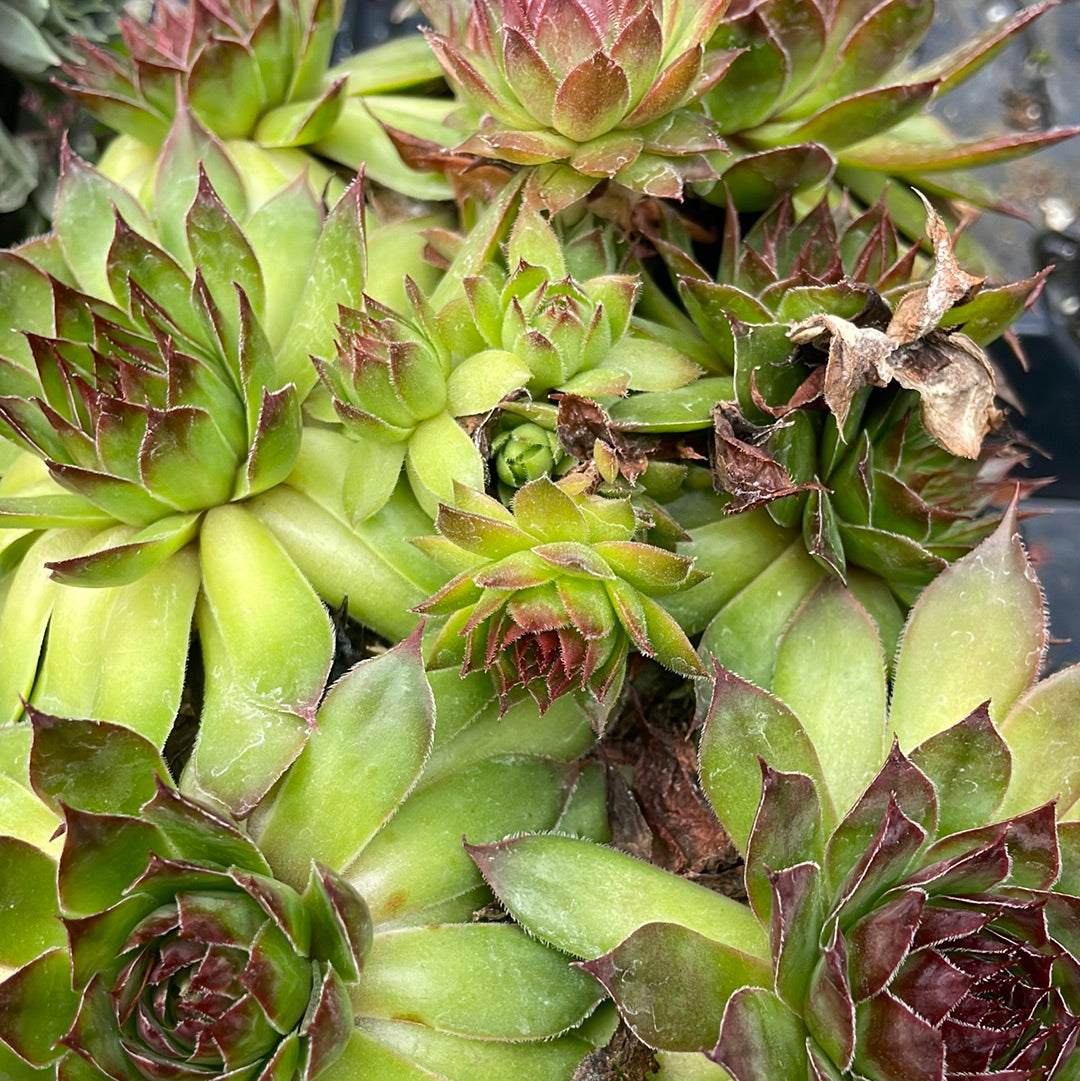 6 pack flat - Hens and Chicks (Sempervivum)