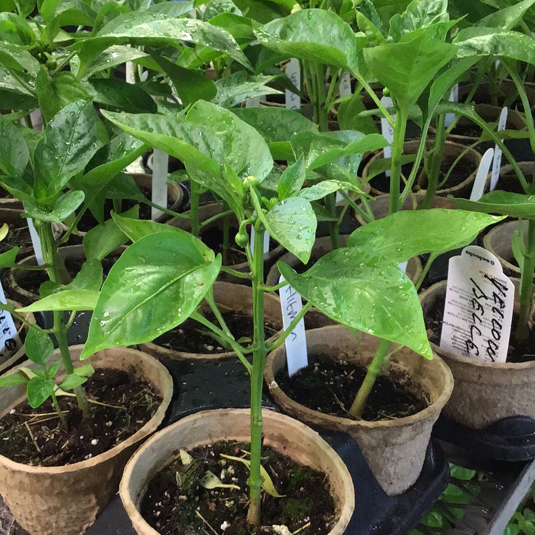 4" Sweet Peppers