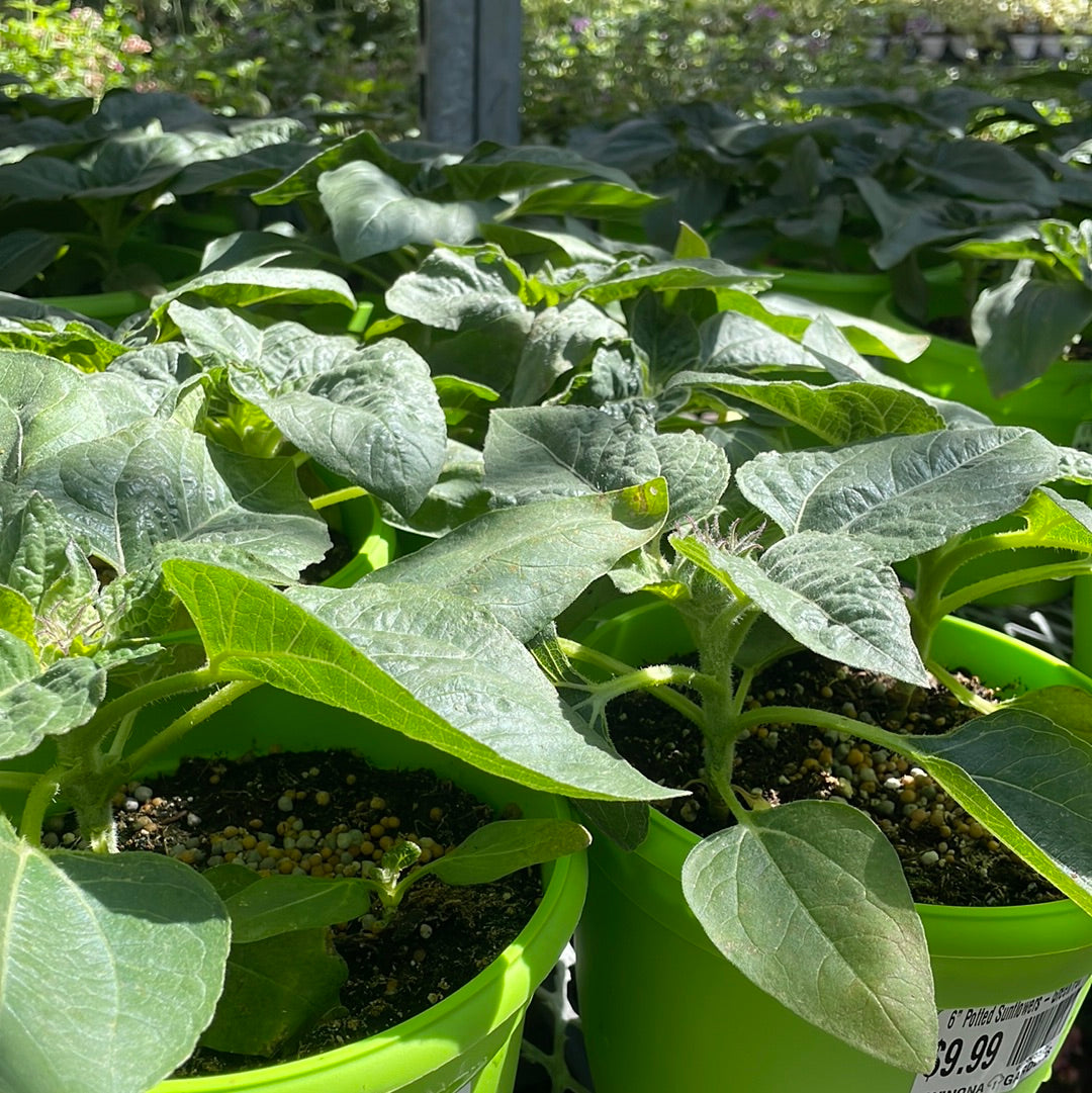 6" Potted Sunflowers