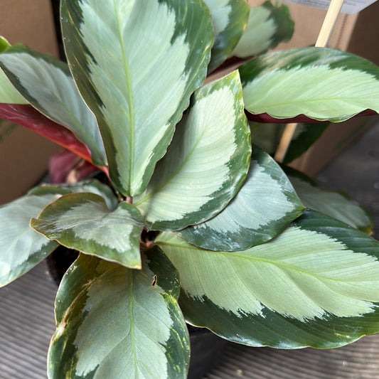 Calathea ‘Royal Standard’