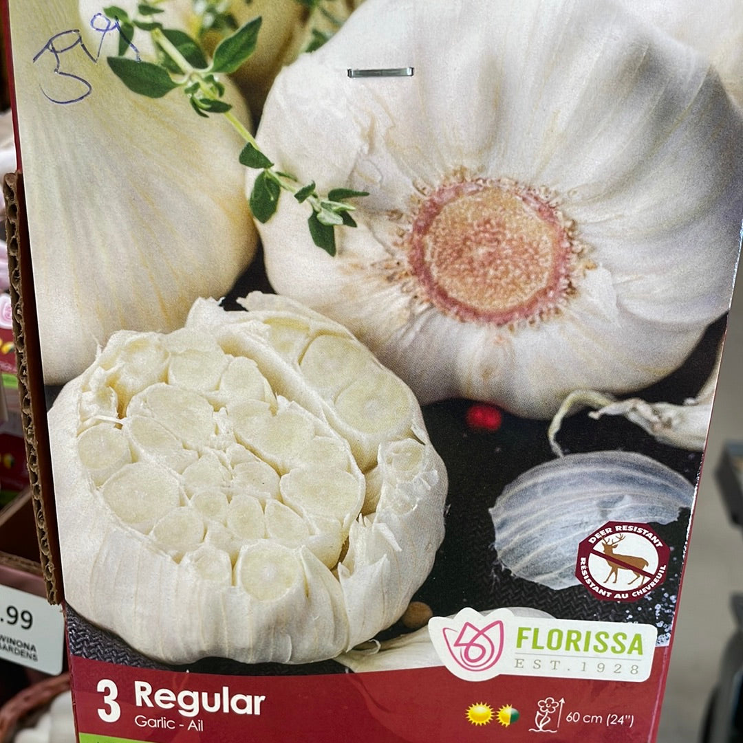 Garlic Bulbs