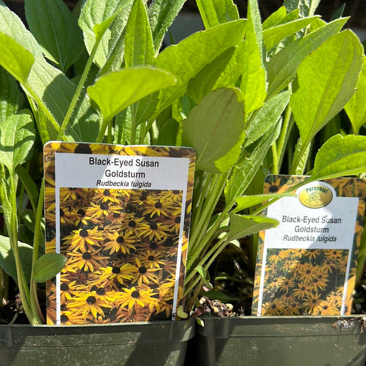 4" Black Eyed Susan (Rudbeckia)