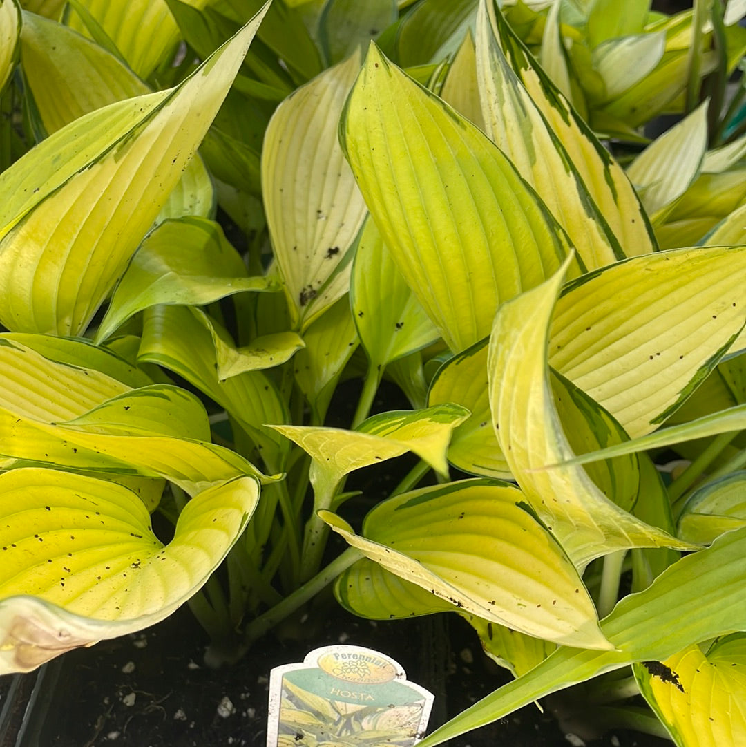1 Gal Hosta 'June'