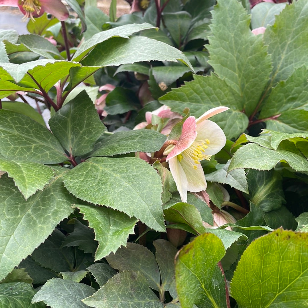 Helleborus