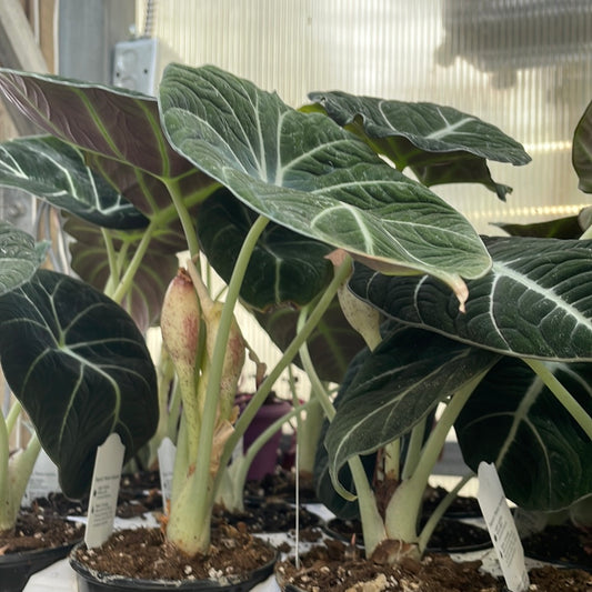 Alocasia 'Black Velvet'