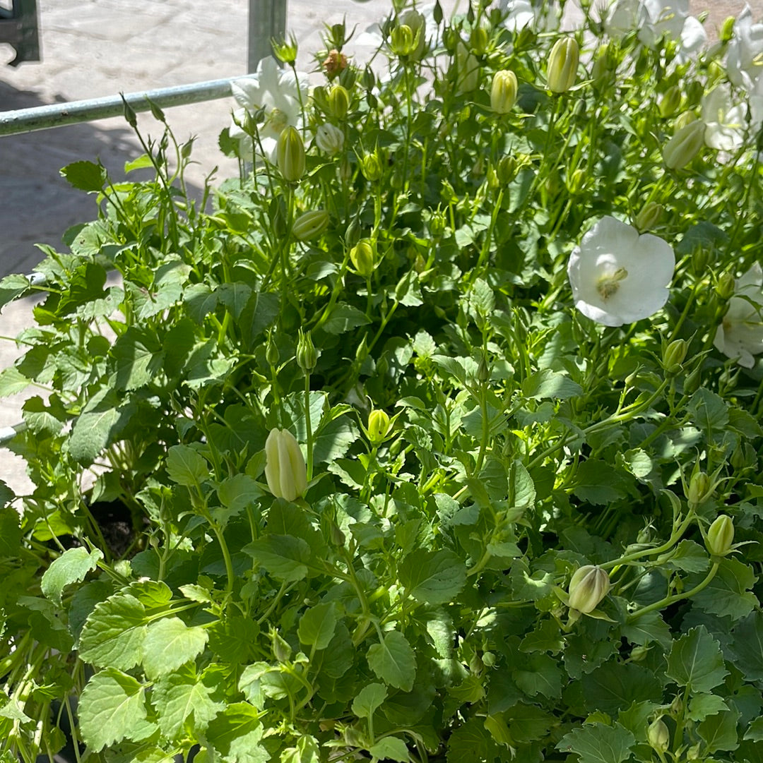 1 Gal Campanula