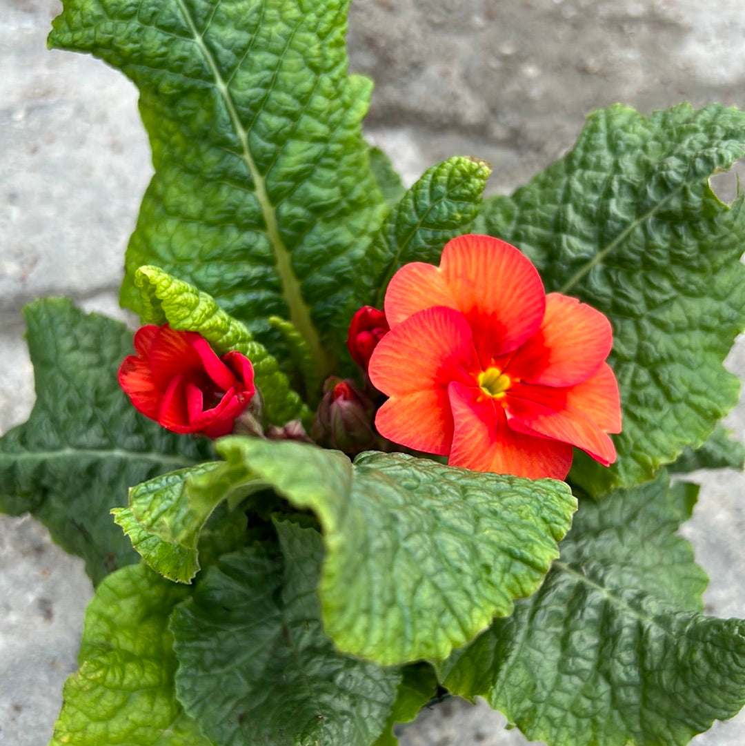 4.5" Primula