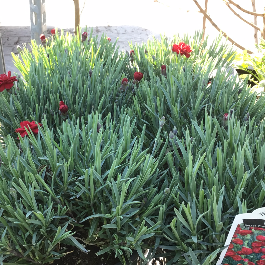 1 Gal Dianthus