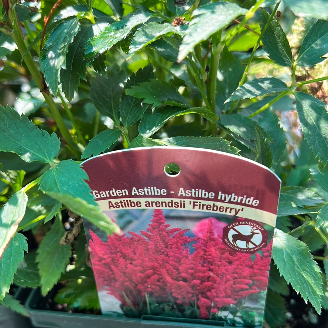1 Gal Astilbe