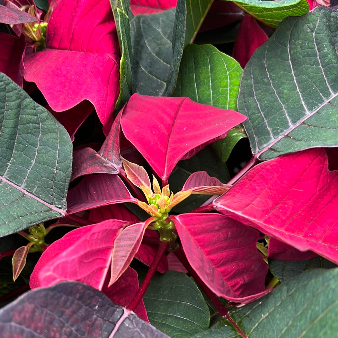 Poinsettia