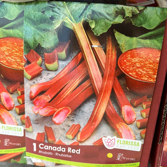 Rhubarb - Canada Red (1 Root)
