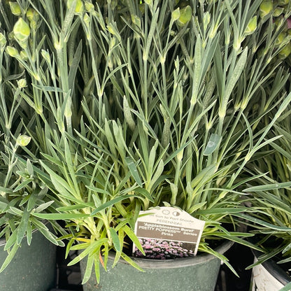 1 Gal Dianthus