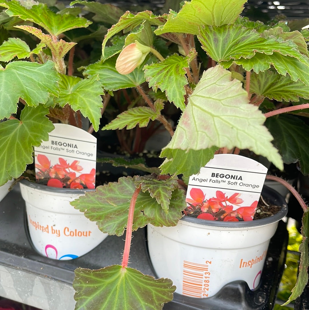 4" Begonia Angel Falls