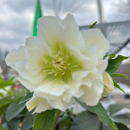 Helleborus