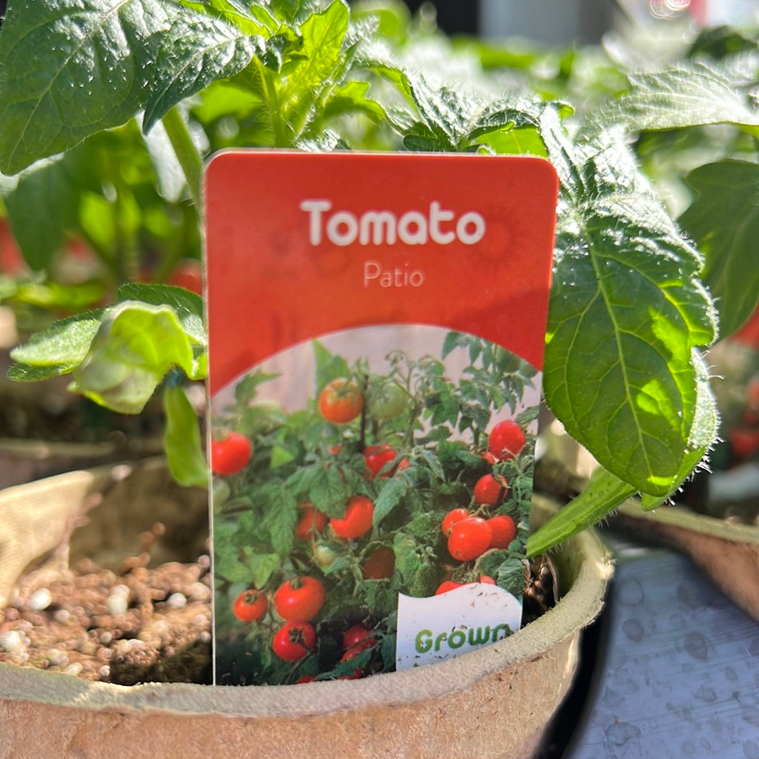 4" Patio Tomato