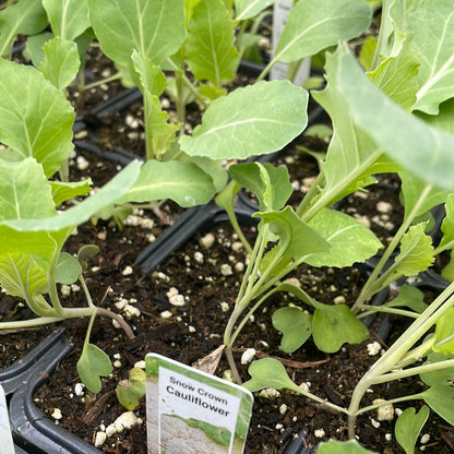 Cauliflower Plant (Multi Pack)