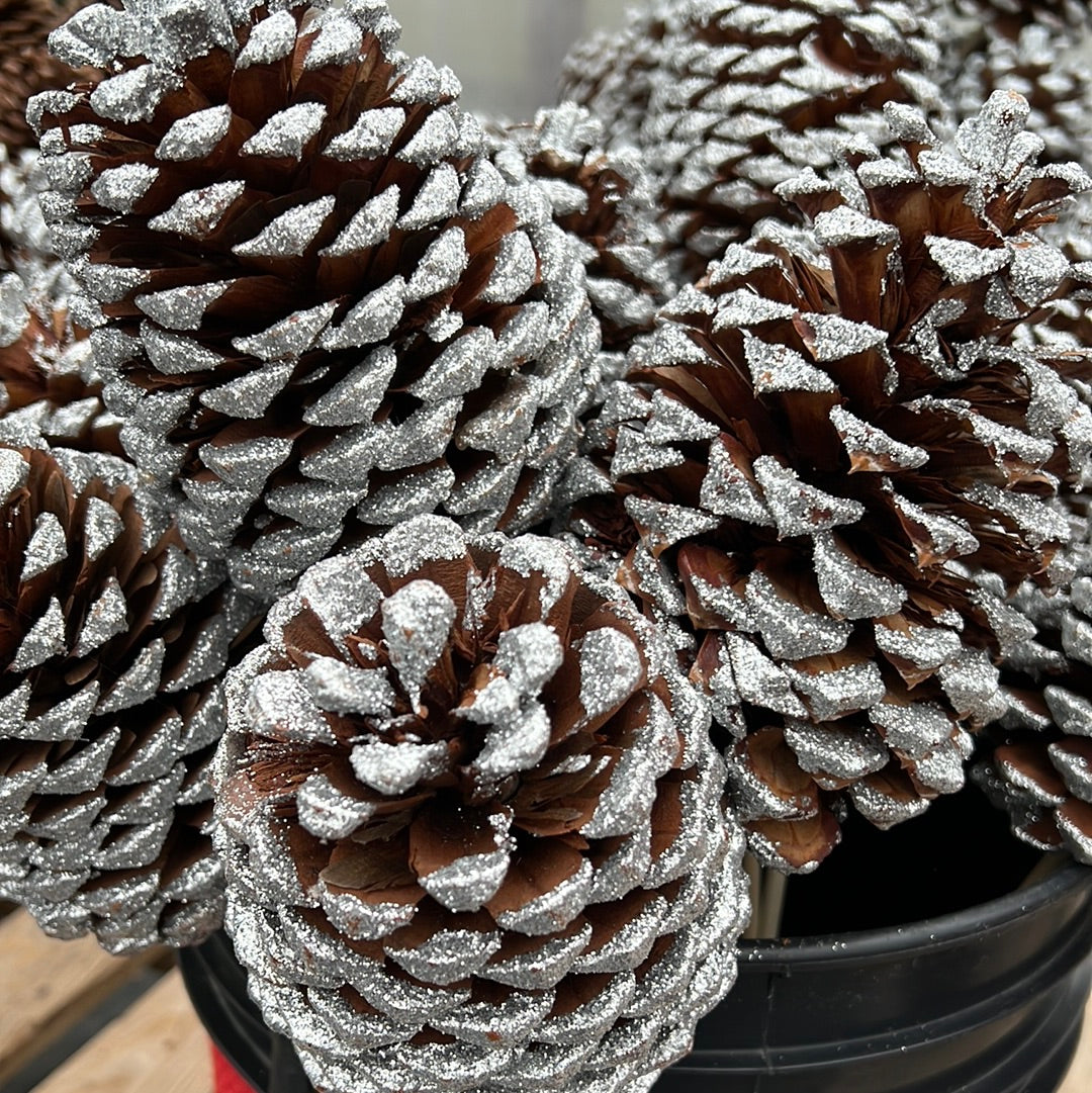 Pine Cones