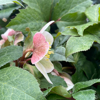 Helleborus