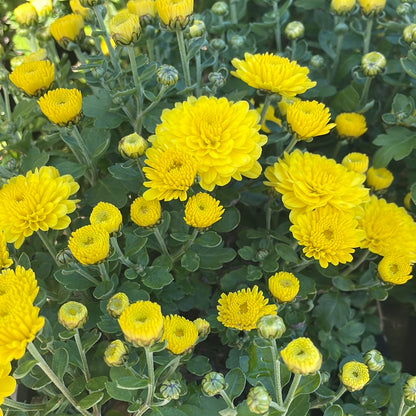 6" Fall Mums