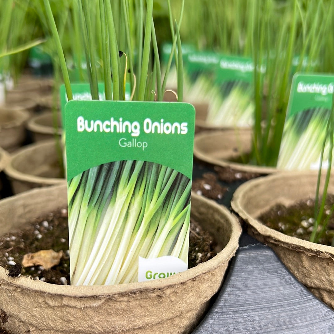 4" Onion