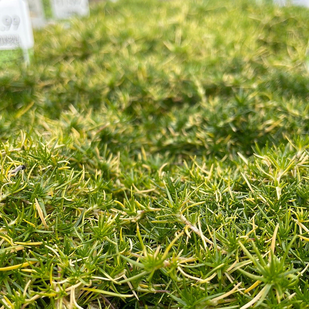 Irish Moss 'Sagina' 6 Pack