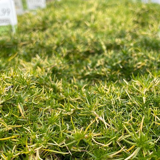 Irish Moss 'Sagina' 6 Pack